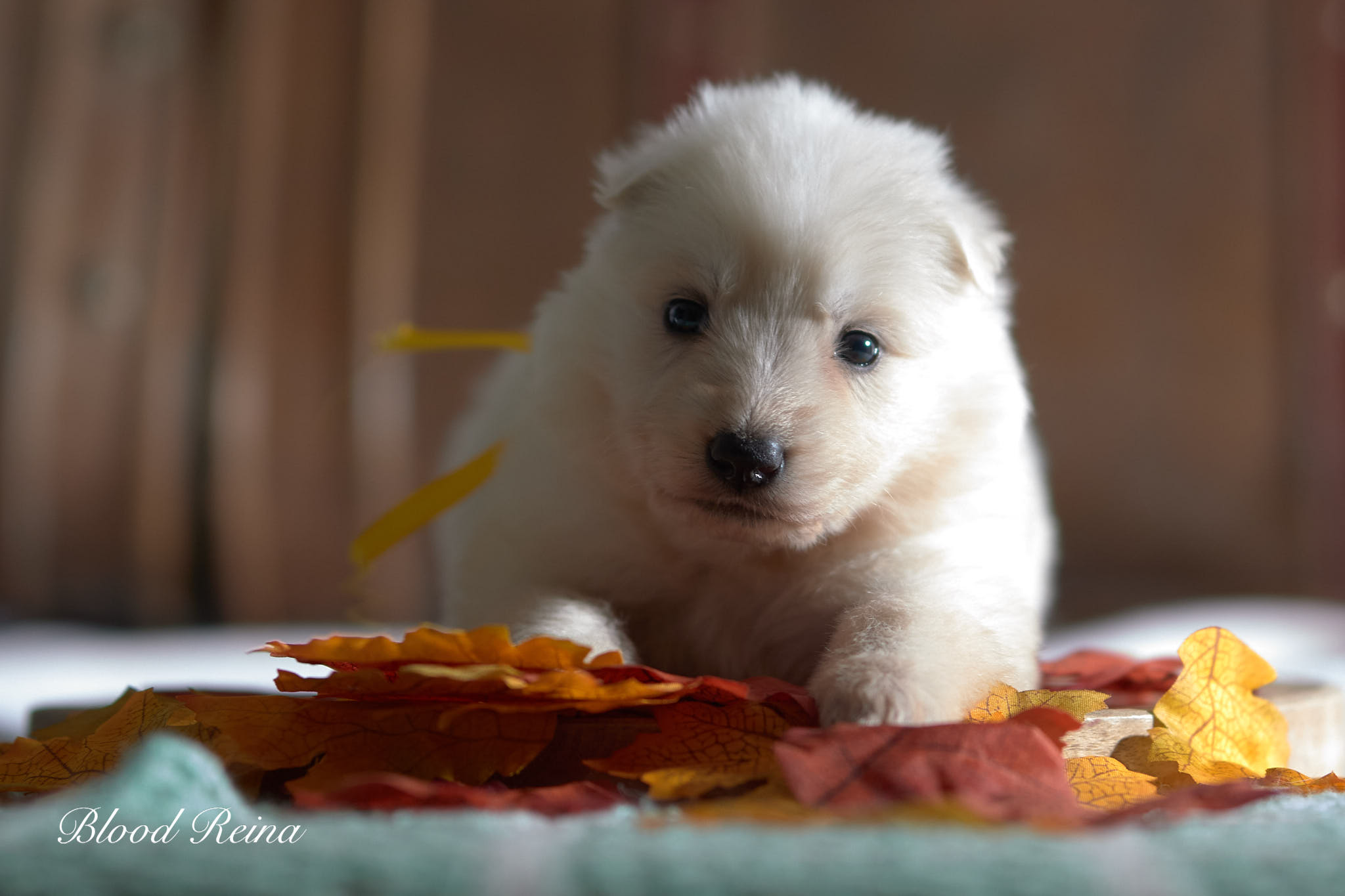 Berger blanc suisse présenté dans un élevage canin